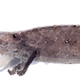 The B. nana holotype specimen, with everted hemipenis.